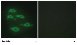 SERINC3, Rabbit, Polyclonal Antibody, Abnova 100&mu;g; Unlabeled:Antibodies,