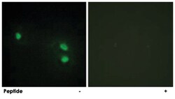 HIST1H2BH Rabbit anti-Human, Mouse, Polyclonal Antibody, Abnova 100 &mu;g | Buy Online | Abnova | Fisher Scientific