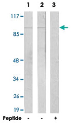 JAKMIP2 Rabbit anti-Human, Polyclonal Antibody, Abnova 100 &mu;g | Buy Online | Abnova | Fisher Scientific