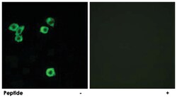 RPS6KC1, Rabbit, Polyclonal Antibody, Abnova 100&mu;g; Unlabeled:Antibodies,