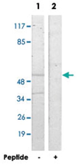 SERINC2 Rabbit anti-Human, Mouse, Rat, Polyclonal Antibody, Abnova 100&mu;g;
