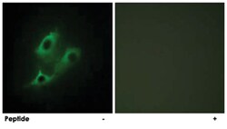 SERINC2 Rabbit anti-Human, Mouse, Rat, Polyclonal Antibody, Abnova 100&mu;g;