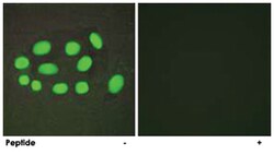 SPZ1 Rabbit anti-Human, Mouse, Rat, Polyclonal Antibody, Abnova 100 &mu;g | Buy Online | Abnova | Fisher Scientific