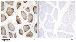 DUS2L Rabbit anti-Human, Mouse, Polyclonal Antibody, Abnova 100 &mu;g | Buy Online | Abnova | Fisher Scientific