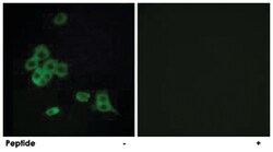 CDH26 Rabbit anti-Human, Polyclonal Antibody, Abnova 100&mu;g; Unlabeled:Antibodies,