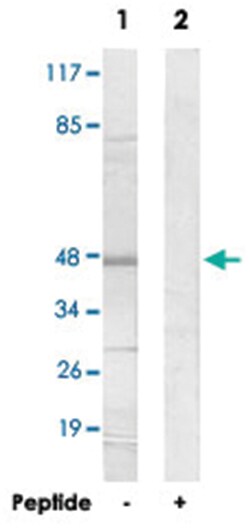 CADM2 Rabbit anti-Human, Mouse, Rat, Polyclonal Antibody, Abnova 100 &mu;g | Buy Online | Abnova Corporation | Fisher Scientific