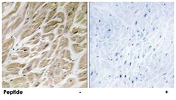 MRPS24 Rabbit anti-Human, Mouse, Rat, Polyclonal Antibody, Abnova 100&mu;g;