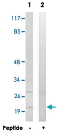 MRPL41 Rabbit anti-Human, Mouse, Rat, Polyclonal Antibody, Abnova 100&mu;g;