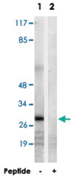 MRPL9 Rabbit anti-Human, Mouse, Rat, Polyclonal Antibody, Abnova 100 &mu;g | Buy Online | Abnova | Fisher Scientific