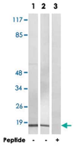 BRP44L Rabbit anti-Human, Mouse, Rat, Polyclonal Antibody, Abnova 100&mu;g;