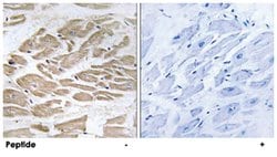 BRP44L Rabbit anti-Human, Mouse, Rat, Polyclonal Antibody, Abnova 100&mu;g;