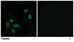BRP44L Rabbit anti-Human, Mouse, Rat, Polyclonal Antibody, Abnova 100&mu;g;