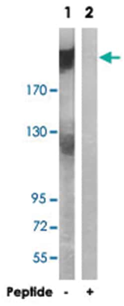 ARFGEF2 Rabbit anti-Human, Mouse, Rat, Polyclonal Antibody, Abnova 100&mu;g;