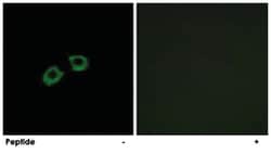 ARFGEF2 Rabbit anti-Human, Mouse, Rat, Polyclonal Antibody, Abnova 100&mu;g;