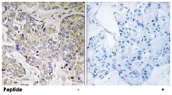TSGA14 Rabbit anti-Human, Polyclonal Antibody, Abnova 100&mu;g; Unlabeled:Antibodies,