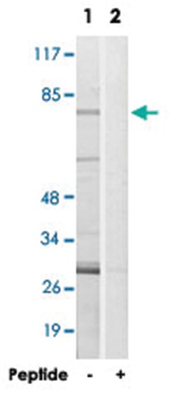 CEP76 Rabbit anti-Human, Mouse, Polyclonal Antibody, Abnova 100 &mu;g | Buy Online | Abnova | Fisher Scientific