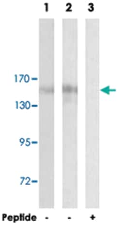 POLR3A Rabbit anti-Human, Polyclonal Antibody, Abnova 100&mu;g; Unlabeled:Antibodies,