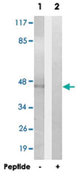 FOXD4/FOXD4L2/FOXD4L3/FOXD4L4/FOXD4L5/FOXD4L6, Rabbit, Polyclonal Antibody,