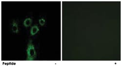 GPRASP1, Rabbit, Polyclonal Antibody, Abnova 100&mu;g; Unlabeled:Anticuerpos