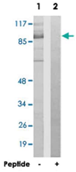 CEP97 Rabbit anti-Human, Mouse, Polyclonal Antibody, Abnova 100&mu;g; Unlabeled:Antibodies,