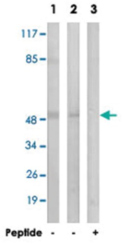 LILRA1 Rabbit anti-Human, Polyclonal Antibody, Abnova 100 &mu;g | Buy Online | Abnova | Fisher Scientific