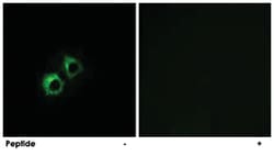 MRPS21, Rabbit, Polyclonal Antibody, Abnova 100 &mu;g | Buy Online | Abnova Corporation | Fisher Scientific