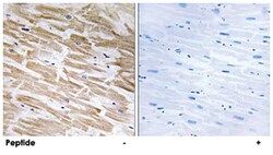 NEURL2, Rabbit, Polyclonal Antibody, Abnova 100&mu;g; Unlabeled:Antibodies,