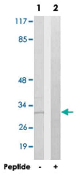NXPH1 Rabbit anti-Human, Mouse, Rat, Polyclonal Antibody, Abnova 100&mu;g;