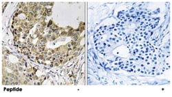 NXPH1 Rabbit anti-Human, Mouse, Rat, Polyclonal Antibody, Abnova 100&mu;g;