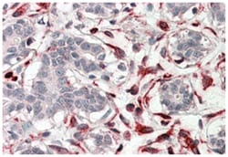 CXXC4, Goat, Polyclonal Antibody, Abnova 100&mu;g; Unlabeled:Antibodies,