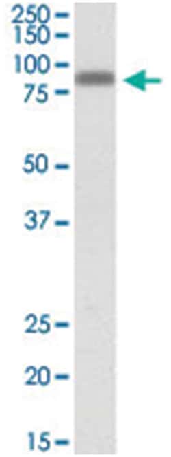 ZYX, Goat, Polyclonal Antibody, Abnova 100&mu;g; Unlabeled:Antibodies,