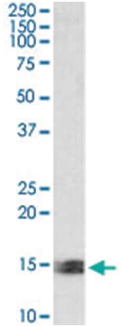 CARD17, Goat, Polyclonal Antibody, Abnova 100&mu;g; Unlabeled:Antibodies,