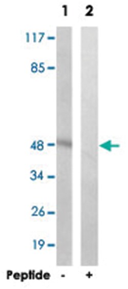 AKT1 Rabbit anti-Human, Mouse, Rat, Polyclonal Antibody, Abnova 100 &mu;g | Buy Online | Abnova | Fisher Scientific