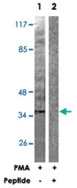 CREB1 Rabbit anti-Human, Mouse, Rat, Polyclonal Antibody, Abnova 100&mu;g;