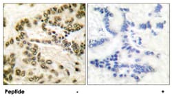CREB1 Rabbit anti-Human, Mouse, Rat, Polyclonal Antibody, Abnova 100&mu;g;