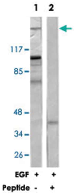 EGFR Rabbit anti-Human, Mouse, Rat, Polyclonal Antibody, Abnova 100&mu;g;