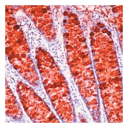 anti-Lewis A (Blood Group Antigen) Ab-1, Clone: LWA01; same as 7LE, Epredia