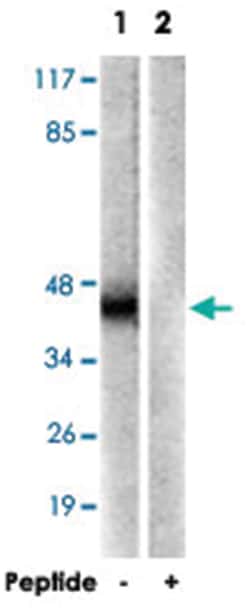 CRK Rabbit anti-Human, Mouse, Rat, Polyclonal Antibody, Abnova 100&mu;g;