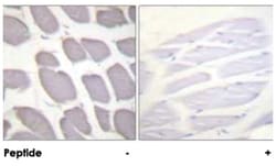 PRKAB1 Rabbit anti-Human, Mouse, Rat, Polyclonal Antibody, Abnova 100&mu;g;