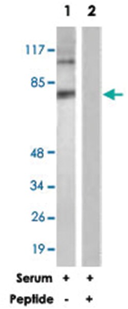 DAXX Rabbit anti-Human, Polyclonal Antibody, Abnova 100&mu;g; Unlabeled:Antibodies,