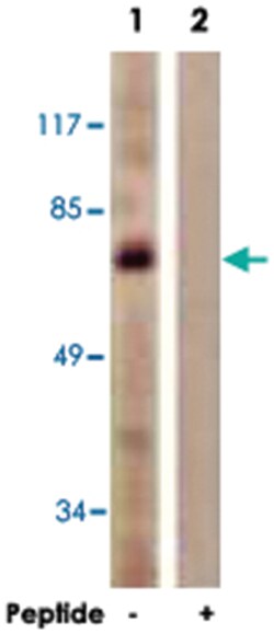 MYB Rabbit anti-Human, Mouse, Polyclonal Antibody, Abnova 100&mu;g; Unlabeled:Antibodies,