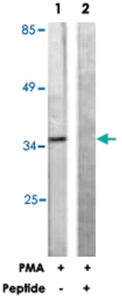 PEA15 Rabbit anti-Human, Mouse, Rat, Polyclonal Antibody, Abnova 100&mu;g;