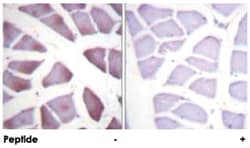 PEA15 Rabbit anti-Human, Mouse, Rat, Polyclonal Antibody, Abnova 100&mu;g;