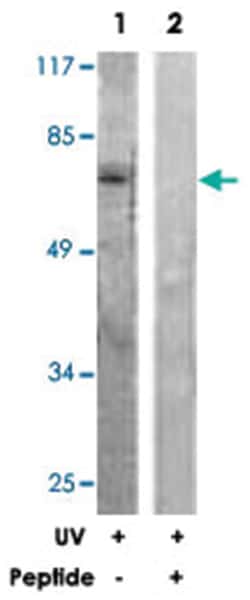 RAF1 Rabbit anti-Human, Mouse, Rat, Polyclonal Antibody, Abnova 100&mu;g;