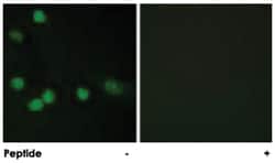 RAF1 Rabbit anti-Human, Mouse, Rat, Polyclonal Antibody, Abnova 100&mu;g;
