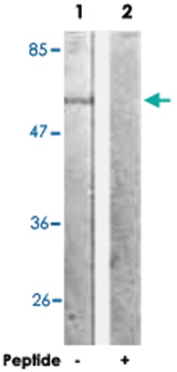 SF1 Rabbit anti-Human, Mouse, Polyclonal Antibody, Abnova 100&mu;g; Unlabeled:Antibodies,