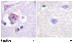 SOX9 Rabbit anti-Human, Mouse, Polyclonal Antibody, Abnova 100&mu;g; Unlabeled:Antibodies,