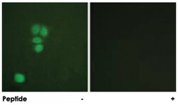 SOX9 Rabbit anti-Human, Mouse, Polyclonal Antibody, Abnova 100&mu;g; Unlabeled:Antibodies,