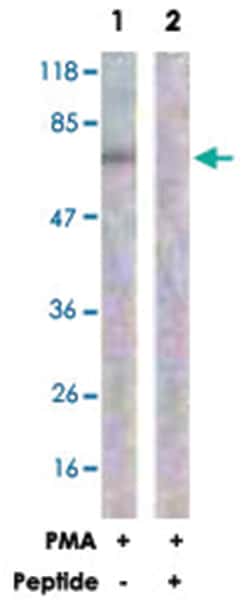 Abnova Corporation RAF1 Rabbit anti-Human, Mouse, Rat, Polyclonal Antibody, Abnova™