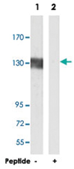 GRIN1 Rabbit anti-Human, Mouse, Rat, Polyclonal Antibody, Abnova 100&mu;g;
